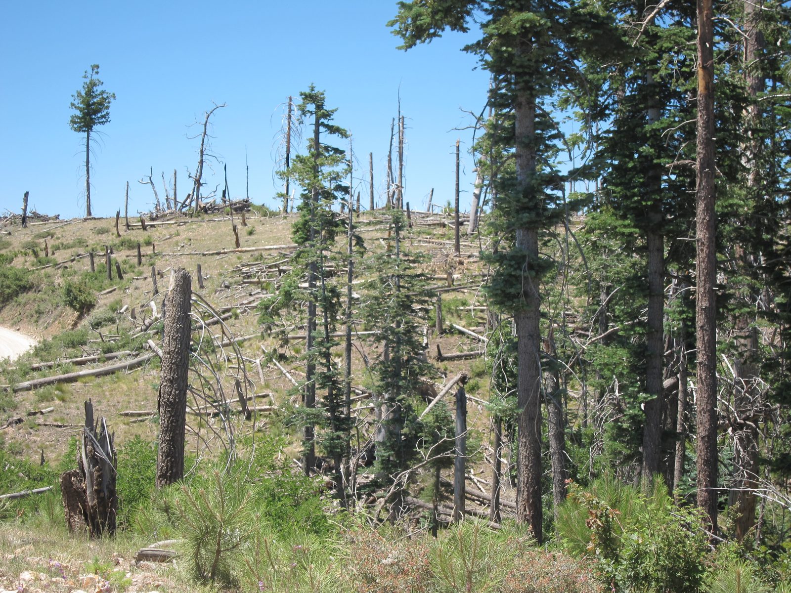 Trying to understand why some trees are felled (or did they fall?) and others left.